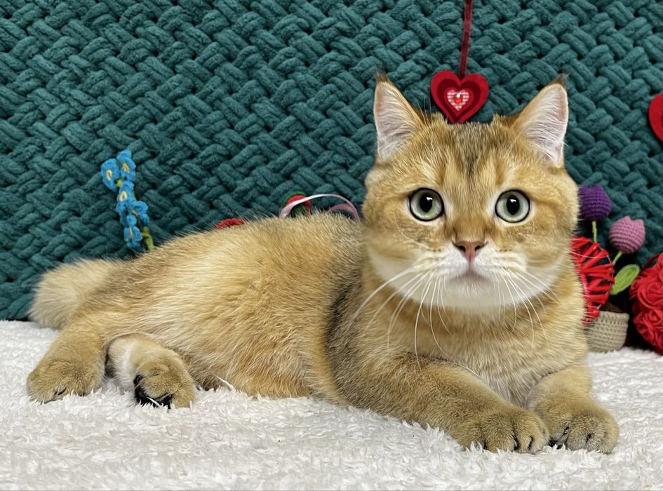 Шотландський котик