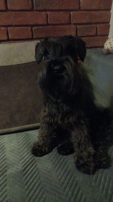 Piesek-czarny sznaucer miniaturowy