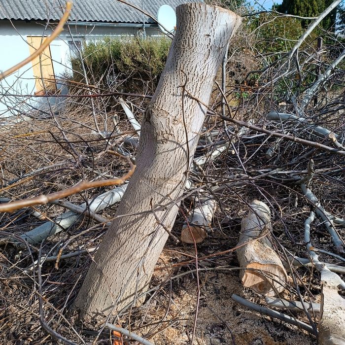 Drewno orzecha włoskiego