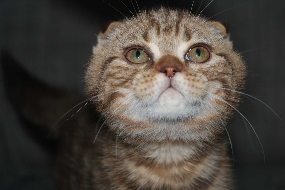 gatinho scottish fold golden brown