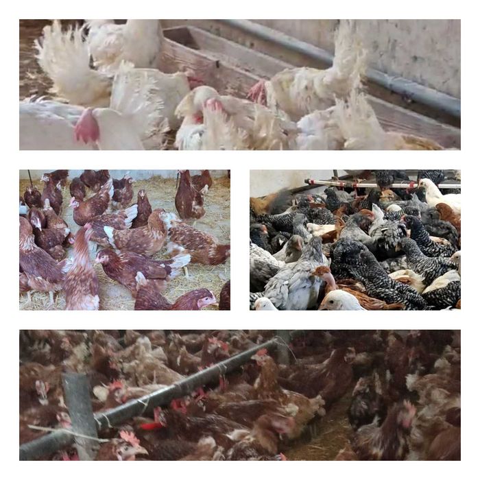 Продам кури несушки! Доставка безкоштовна. Чигирин!