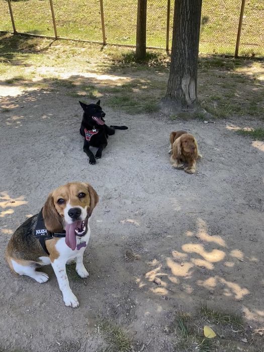 passear cães / dog walking