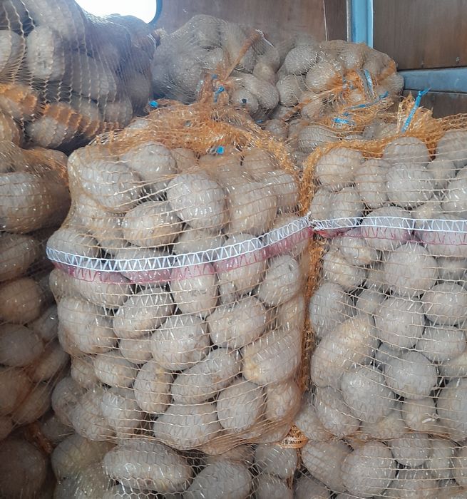 Ziemniak jadalny Ignacy