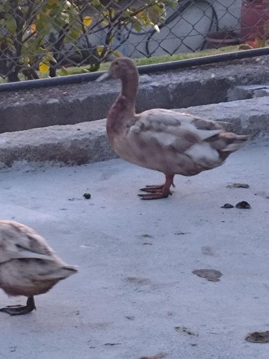Trio de Patos kampel
