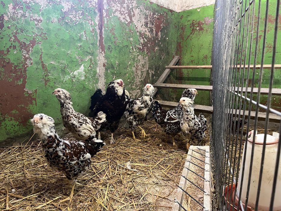 NOWOŚĆ kury Orłowskie jaja lęgowe