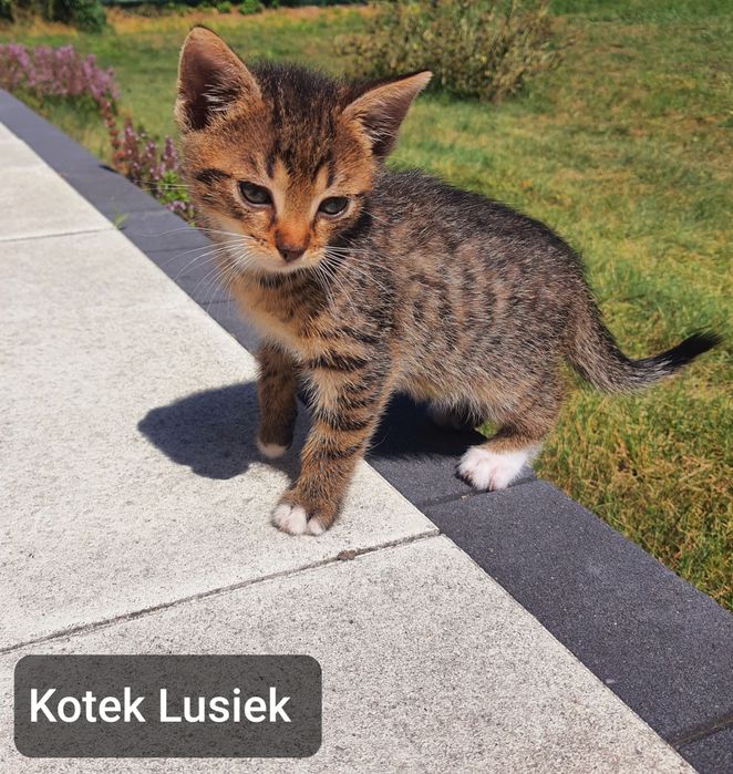 Kotki szukają domu