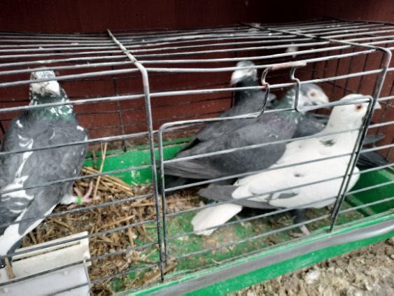 Gołębie tygrysy sprzedam