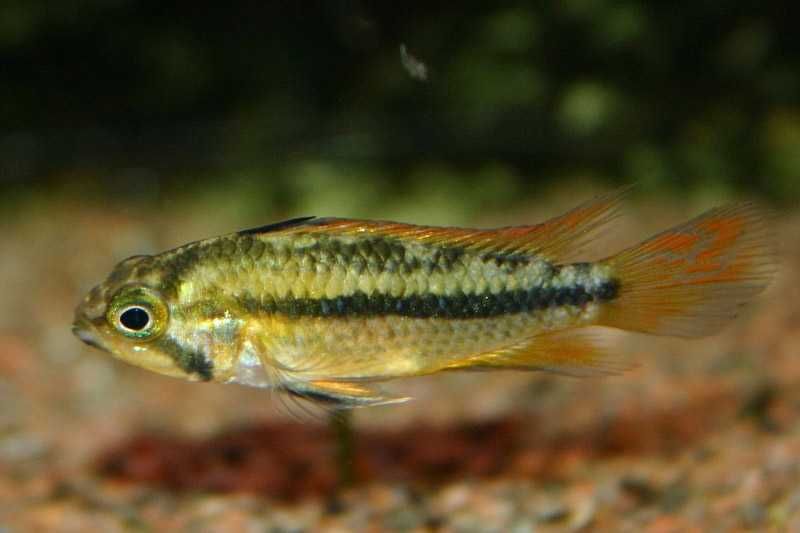 Pielęgniczka kakadu (Apistogramma cacatuoides) WYSYŁKA AKWAWIN