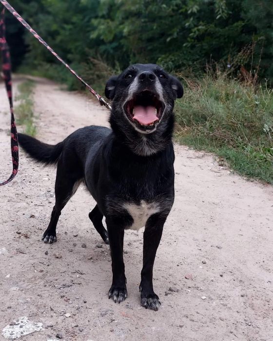 Kochany Juniorek szuka domu!