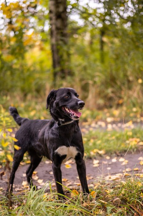 Młody, wesoły, wysportowany czarny pies w typie labradora do adopcji.