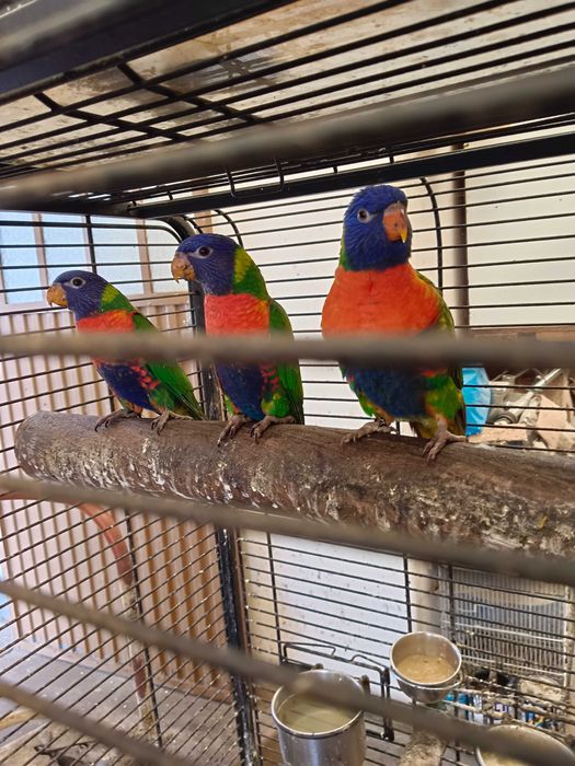 Lorys molucano para trocar ou vender