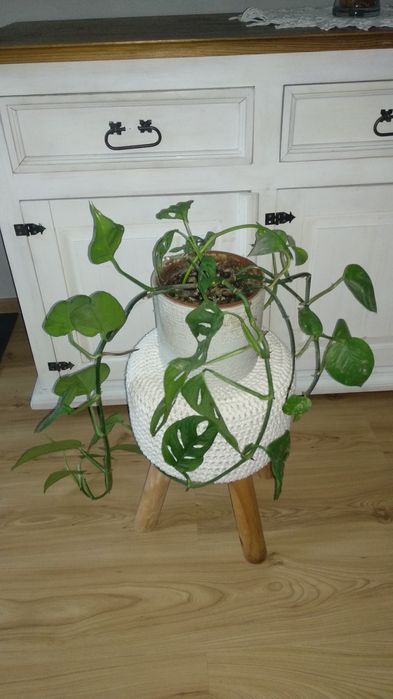Monstera Monkey Mask