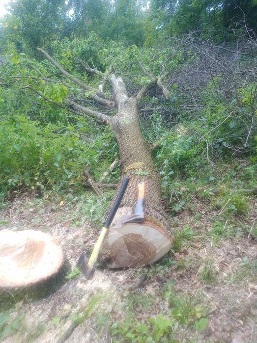 kłody dębowe, dąb