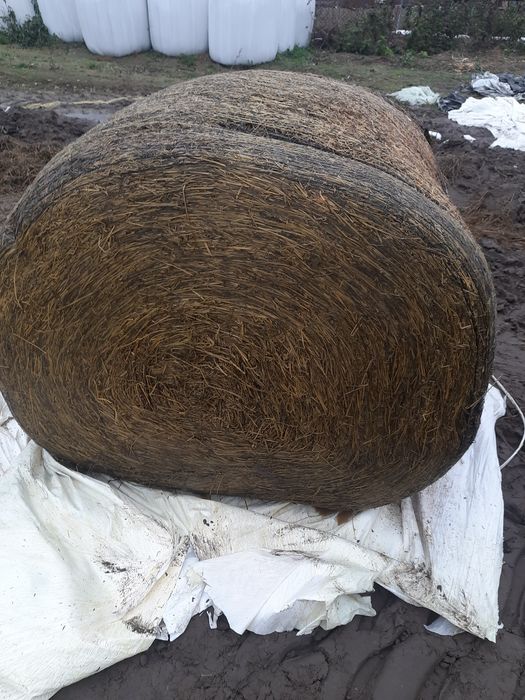 Lucerna sianokiszonka.