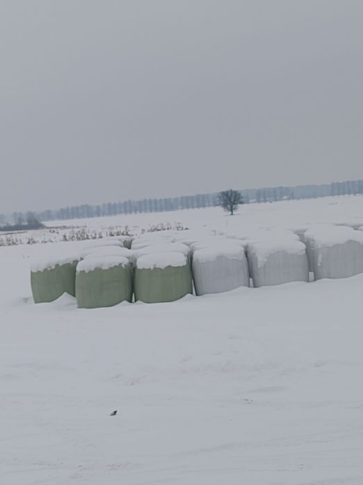 Sprzedam bele sianokiszonki