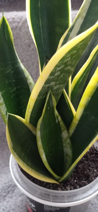 Сансевиерия зеленая