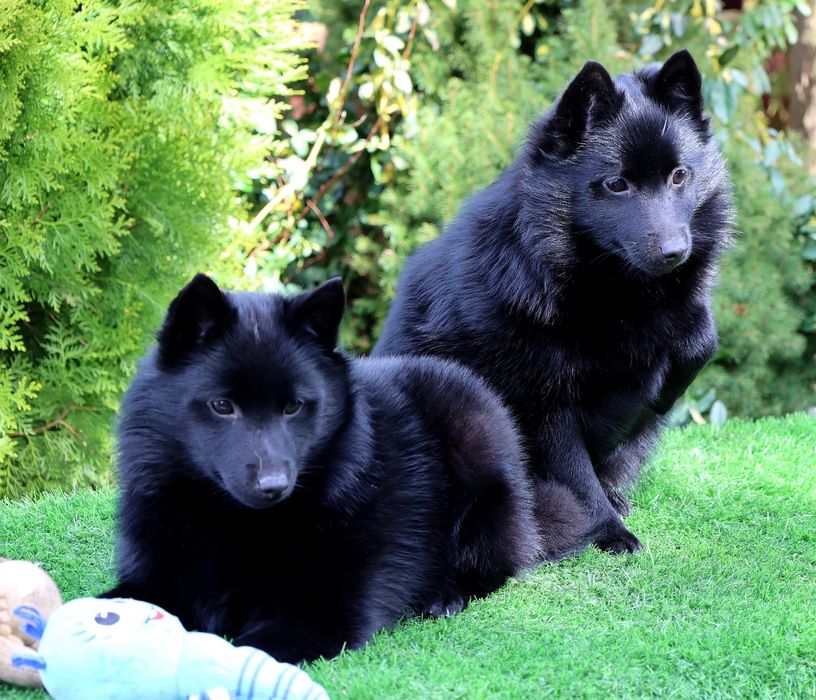 Щенки шипперке питомник OSMAN GUYJE: 1 000 € - Собаки Харків на Olx