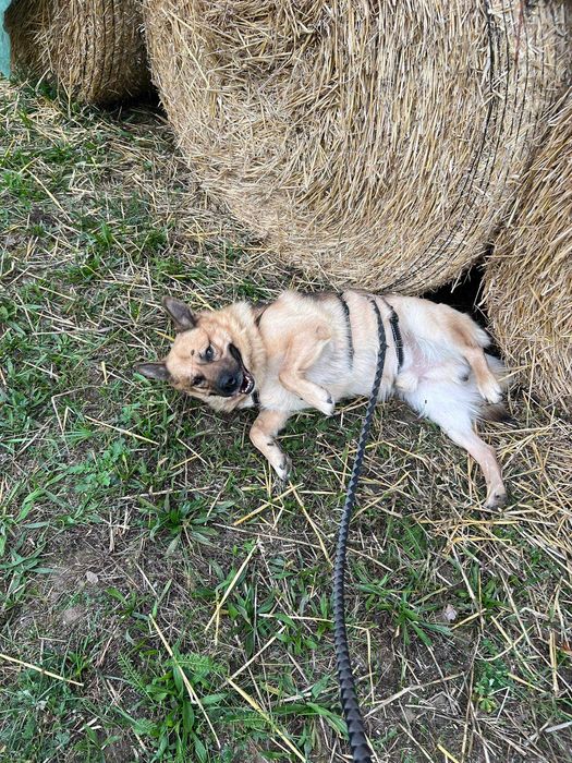 Mailo typ AKITA 29kg 5lat