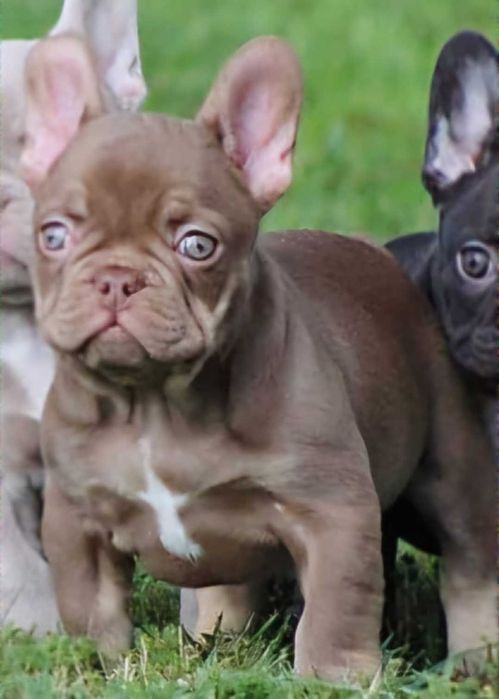 Bulldog francês chocolate