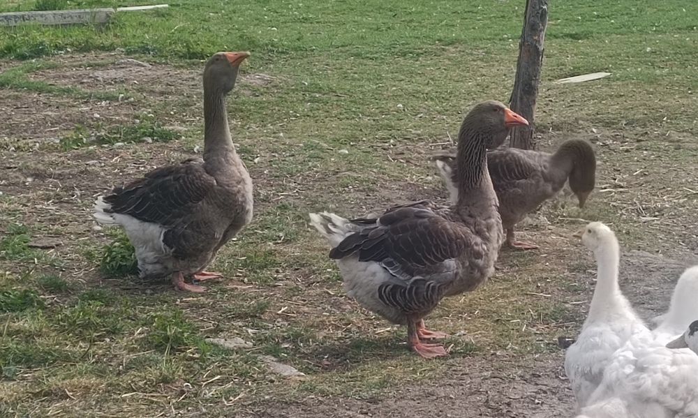 Gęsi tuluskie,gąsior na sprzedaż