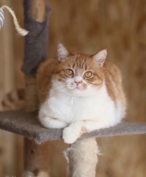Котик Твич, котеночек, маленький мальчишка кот 2 года