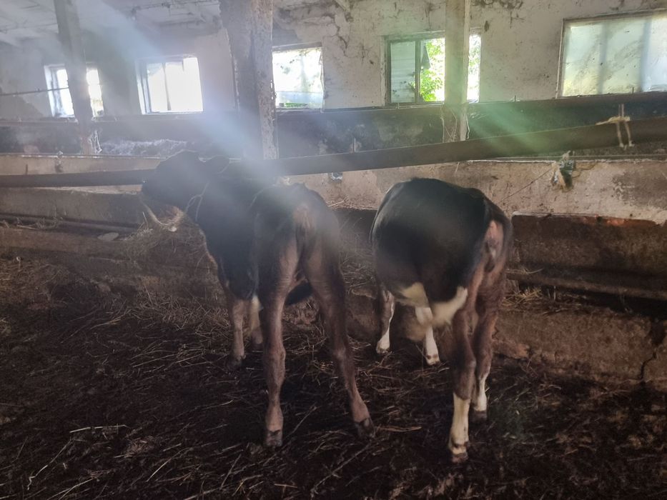 Продаються 4 телички різного віку