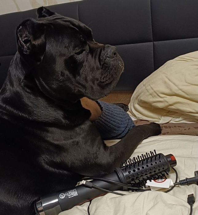 В'язка кане-корсо, хлопчик