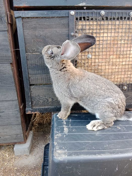 Króliki belgijskie