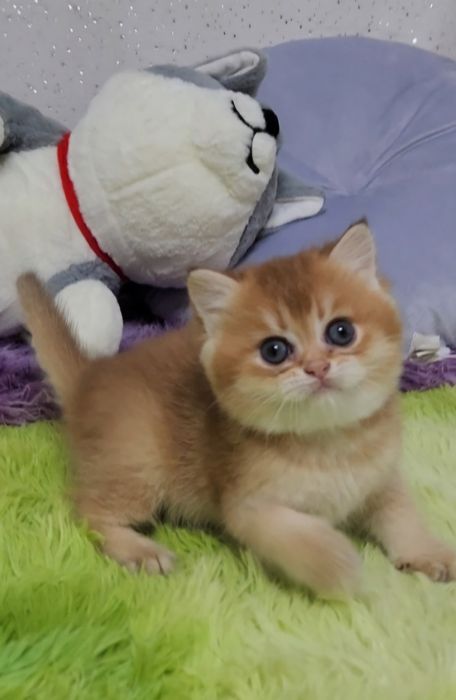 Шотландське кошеня