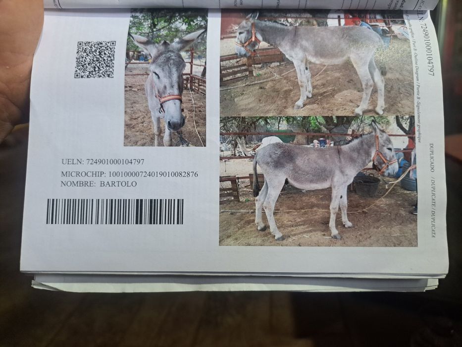 Vendo Burro Andaluz 5 anos Burro cobridor