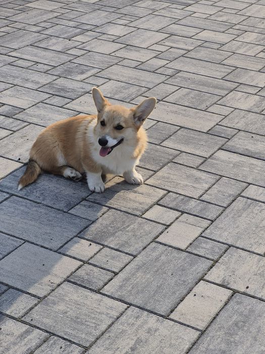 Wels Corgi Pembroke suczka FCI