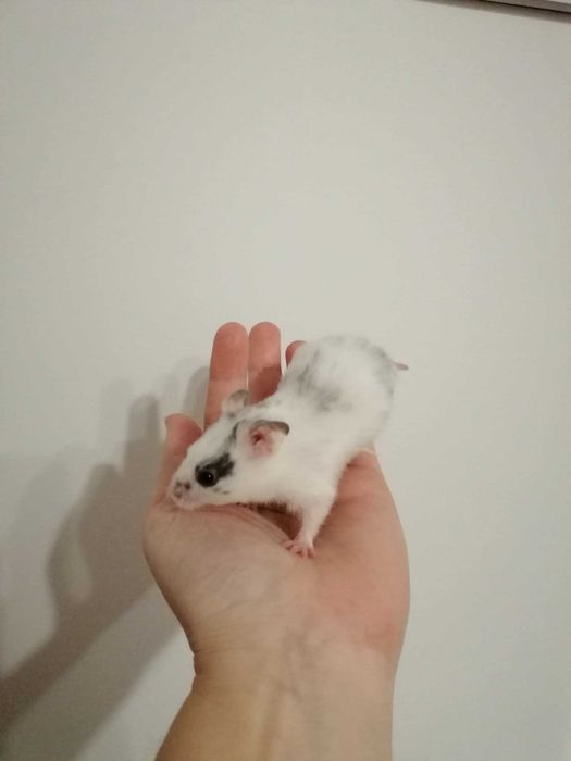 Chomik syryjski długowłosy i krótkowłosy