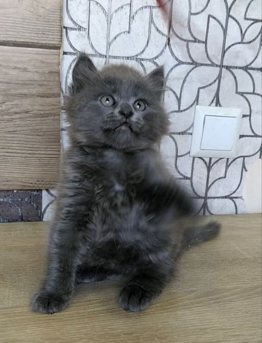 Продам красивого шотландского  котенка