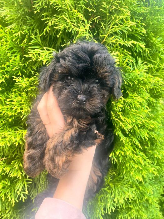 Прекрасні Йоркіпу шукають люблячу сім'ю