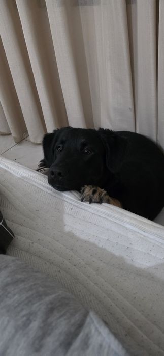 Preciso de um lar para esse companheiro