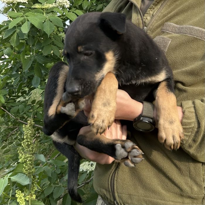 Цуцик 2,5 місяці. Хлопчик