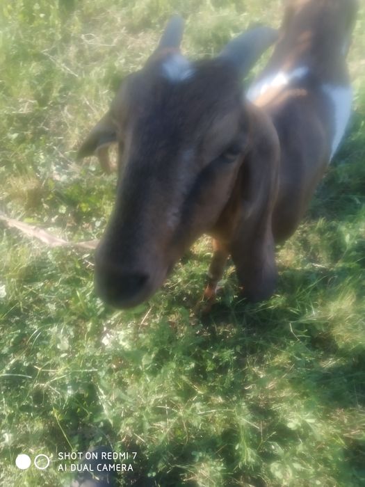 Коза  англонубійська 100%.