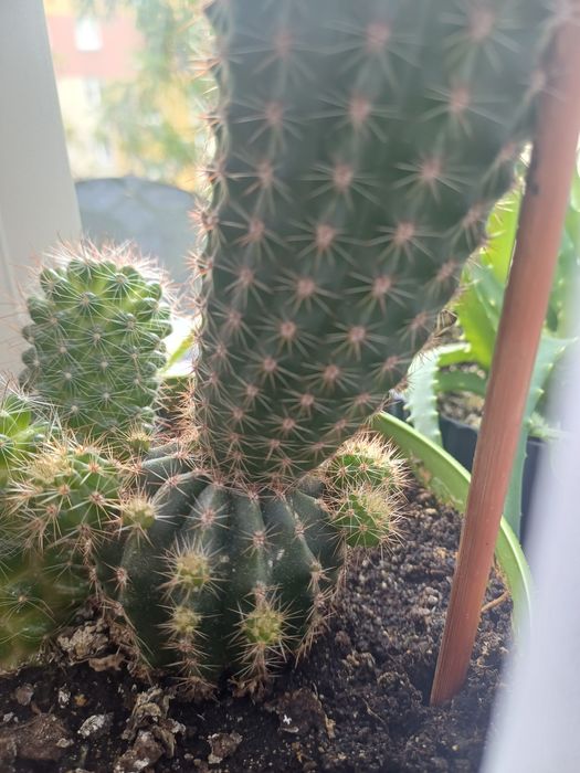 Kaktus, szczepek kaktusa