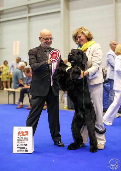 Щенки ризеншнауцера