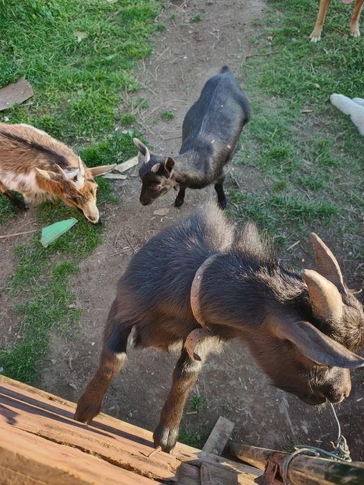 Bode, cabrito é   cabra anã  preto