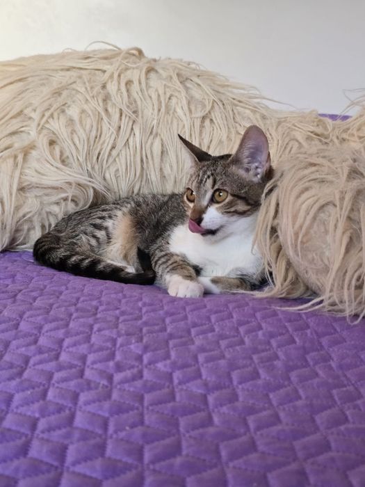 Cléo, para adoção