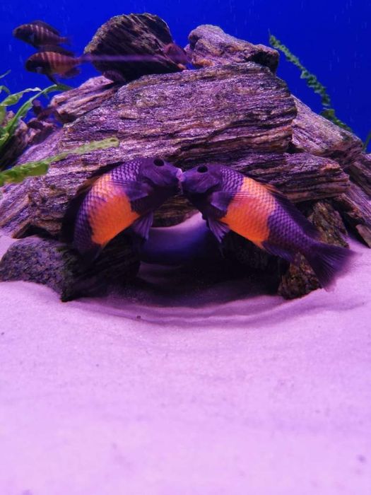 Tropheus Bęba ....