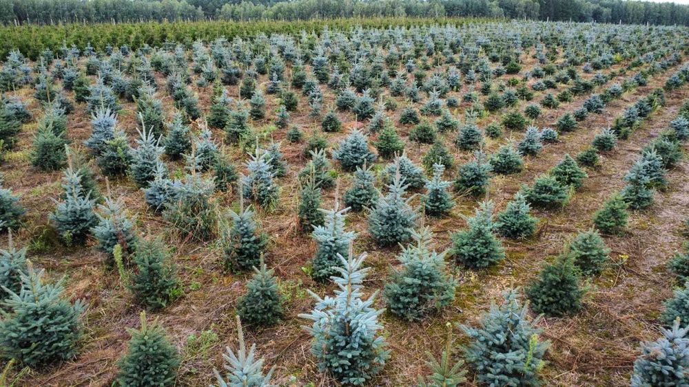 Choinki / Świerk srebrny / Świerk pospolity