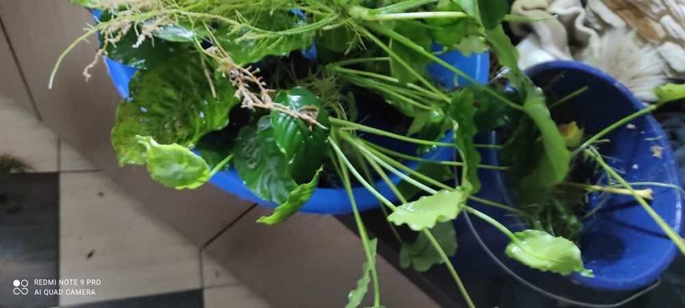 Zamienię anubiasy lub sprzedam