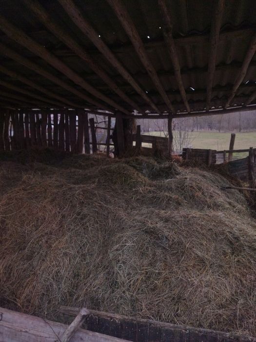 Продам сіно не в тюках