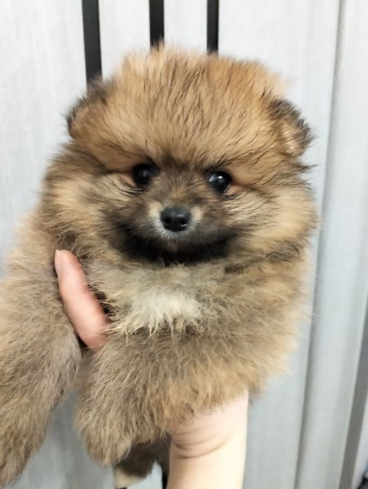 Міні цуценята шпіци