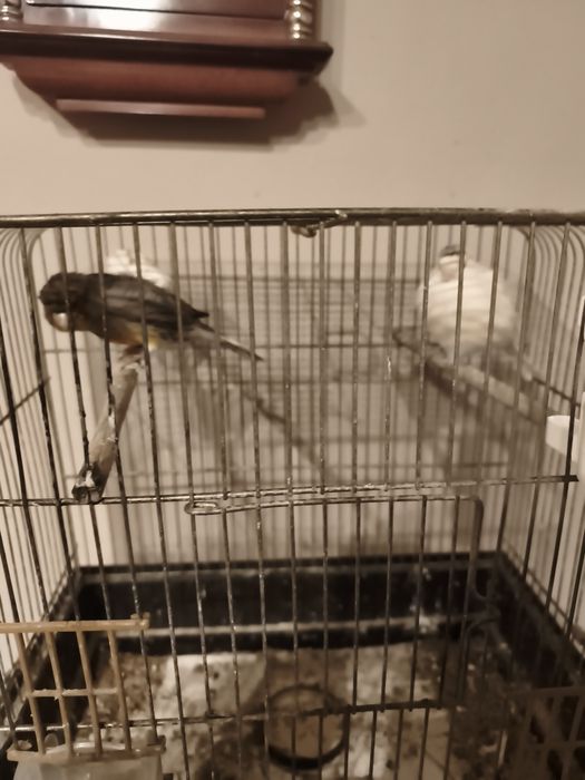 Sprzedam parkę kanarków