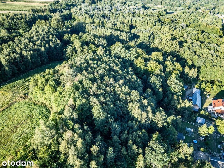 Działka z własnym lasem (43 ar),blisko sanktuarium
