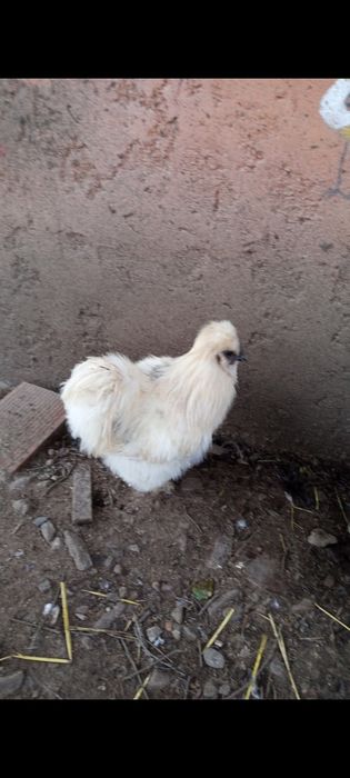 Galos Sedosa do Japão