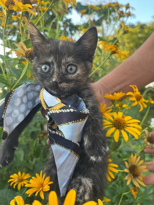 Віддам в добрі руки кошенят